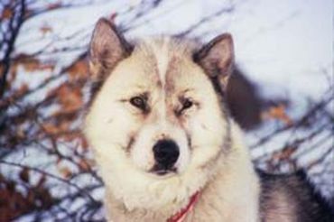 trop beau le chien esquimau trop beau le chien esquimau
