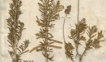 Lavendula dentata Lavendula dentata