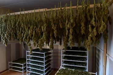 A la frontière française, la Catalogne est devenue la ferme de cannabis de l’Europe A la frontière française, la Catalogne est devenue la ferme de cannabis de l’Europe