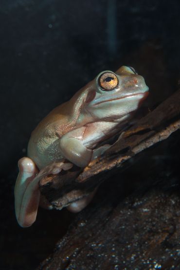le monde étrange des amphibiens le monde étrange des amphibiens
