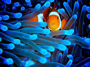 La Grande barrière de corail plus menacée qu'on ne le pensait La Grande barrière de corail plus menacée qu'on ne le pensait