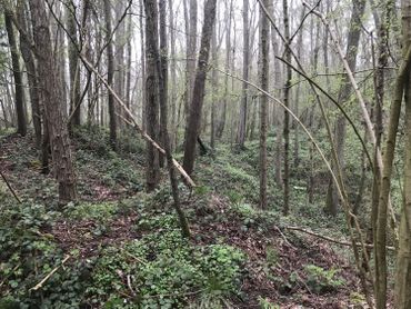 Cherche 700.000eur pour libérer une partie du Bois de la Houssière Cherche 700.000eur pour libérer une partie du Bois de la Houssière