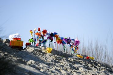 "Fleurs de plage" à Ostdunkerque (Coxyde) en mars 2017 "Fleurs de plage" à Ostdunkerque (Coxyde) en mars 2017