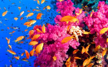 La Grande barrière de corail plus menacée qu'on ne le pensait La Grande barrière de corail plus menacée qu'on ne le pensait