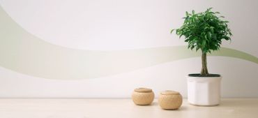 Les plantes d'intérieur, de vrais filtres à pollution ! Les plantes d'intérieur, de vrais filtres à pollution !
