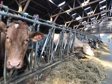 Une boucherie à la ferme pour lutter contre les dérives industrielles de la filière de la viande Une boucherie à la ferme pour lutter contre les dérives industrielles de la filière de la viande