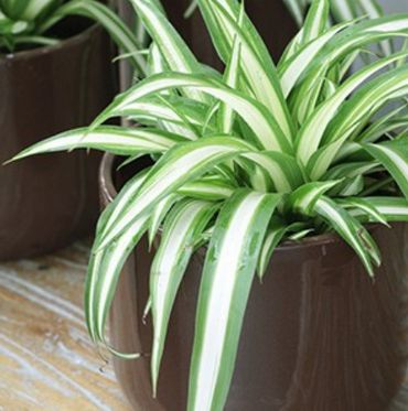 Le top 5 des plantes pour dépolluer votre intérieur Le top 5 des plantes pour dépolluer votre intérieur