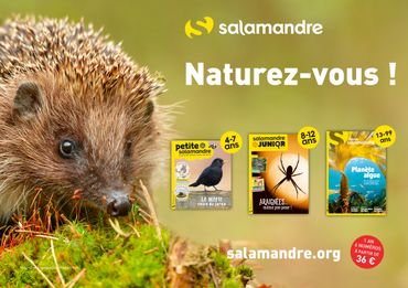 La nature racontée :Plongée dans le monde clandestin des petits bêtes de nos maisons, avec la Salamandre ! La nature racontée :Plongée dans le monde clandestin des petits bêtes de nos maisons, avec la Salamandre !