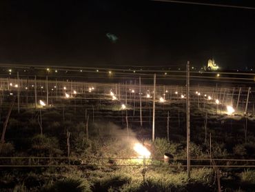 Lobbes : La lutte contre le gel bat son plein dans les vignes Lobbes : La lutte contre le gel bat son plein dans les vignes