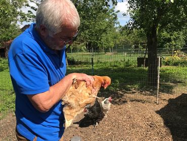 Renards croqueurs de poules : comment s'en prémunir ? Renards croqueurs de poules : comment s'en prémunir ?