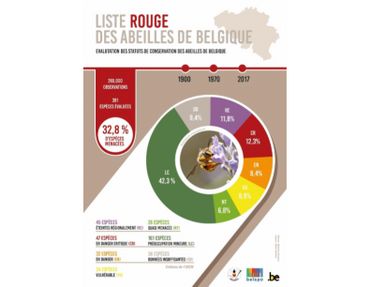 "La liste rouge des abeilles", un rapport alarmant sur les abeilles sauvages de Belgique "La liste rouge des abeilles", un rapport alarmant sur les abeilles sauvages de Belgique