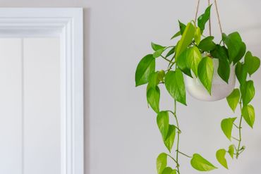 Les plantes d'intérieur, de vrais filtres à pollution ! Les plantes d'intérieur, de vrais filtres à pollution !