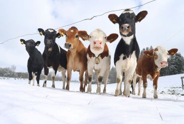 Vaches dans la neige, dans le sud de l'Allemagne Vaches dans la neige, dans le sud de l'Allemagne