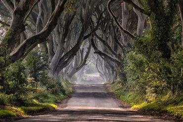 The Dark Hedges The Dark Hedges