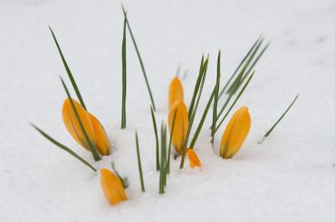 Crocus recouvert par la neige, à Altenberg, dans l'est de l'Allemagne Crocus recouvert par la neige, à Altenberg, dans l'est de l'Allemagne