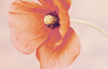 Sa fleur fétiche Sa fleur fétiche