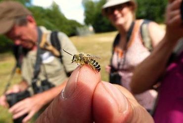 Abeilles, Syrphes et Papillons : Sauvons nos pollinisateurs Abeilles, Syrphes et Papillons : Sauvons nos pollinisateurs