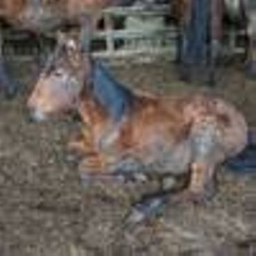 Septante chevaux négligés et des autorités locales désemparées à Aywaille Septante chevaux négligés et des autorités locales désemparées à Aywaille
