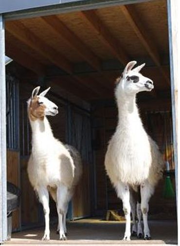 lamas lamas