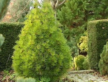 Sciadopitys verticillata ‘Richie’s Cushion’, modèle compact pour petit jardin Sciadopitys verticillata ‘Richie’s Cushion’, modèle compact pour petit jardin