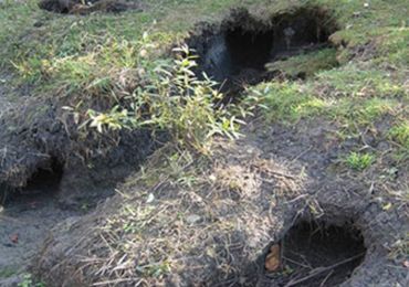 Le ragondin creuse de grands trous dans les berges qui s'effondrent. Le ragondin creuse de grands trous dans les berges qui s'effondrent.
