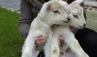 A la Ferme pédagogique de la Vallée, les enfants découvrent les animaux de près A la Ferme pédagogique de la Vallée, les enfants découvrent les animaux de près