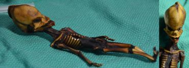 Le squelette du désert d'Atacama n'était finalement pas celui d'un extraterrestre Le squelette du désert d'Atacama n'était finalement pas celui d'un extraterrestre
