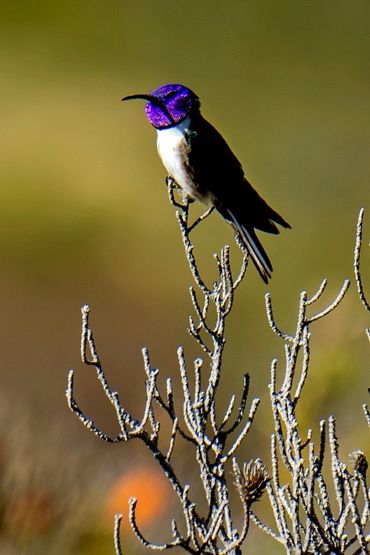 Un colibri émerveille la science avec son chant de contre-ténor en Équateur Un colibri émerveille la science avec son chant de contre-ténor en Équateur