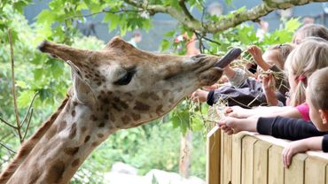 Pairi Daiza organise ses stages "Petits futés de la nature" pour les enfants de 7 à 14 ans Pairi Daiza organise ses stages "Petits futés de la nature" pour les enfants de 7 à 14 ans