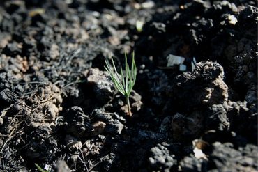 Une graine de pin vient de germer après le passage d'un feu, en Grèce, près d'Athènes. Une graine de pin vient de germer après le passage d'un feu, en Grèce, près d'Athènes.