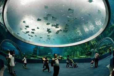 Des vitres : le plus grand aquarium du monde Des vitres : le plus grand aquarium du monde