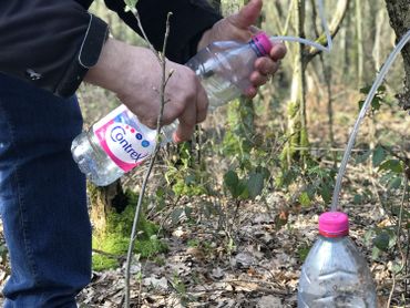 La sève ainsi récoltée ne se conserve que quelques jours au frigo La sève ainsi récoltée ne se conserve que quelques jours au frigo