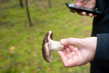 Les applications de reconnaissance de champignons : efficaces ou dangereuses ? Les applications de reconnaissance de champignons : efficaces ou dangereuses ?
