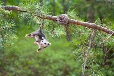 “Nounous pour animaux” : notre top 5 des bébés les plus mignons “Nounous pour animaux” : notre top 5 des bébés les plus mignons