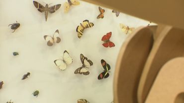 Hexapoda : à la découverte du monde sensationnel des insectes Hexapoda : à la découverte du monde sensationnel des insectes