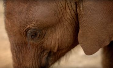 La merveilleuse histoire de l'éléphanteau Ndotto refait surface sur Twitter (vidéo). L'effet de la solitude sur le moral du jeune animal est facile à percevoir La merveilleuse histoire de l'éléphanteau Ndotto refait surface sur Twitter (vidéo). L'effet de la solitude sur le moral du jeune animal est facile à percevoir