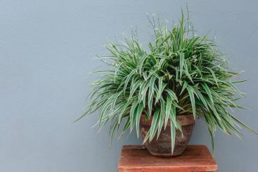 Les plantes d'intérieur, de vrais filtres à pollution ! Les plantes d'intérieur, de vrais filtres à pollution !