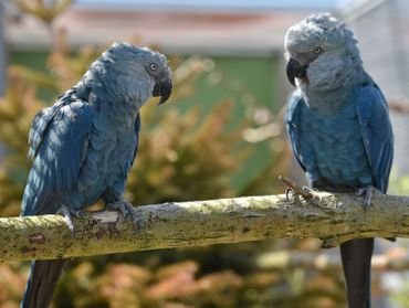 Dans la nature, il n'y avait plus de spécimen à l'état sauvage depuis l'an 2000. Dans la nature, il n'y avait plus de spécimen à l'état sauvage depuis l'an 2000.