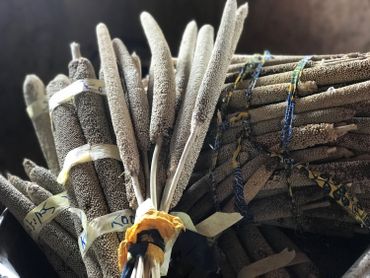 Sorgho issu de ‘semences améliorées’ pour mieux résister aux stress climatiques Sorgho issu de ‘semences améliorées’ pour mieux résister aux stress climatiques