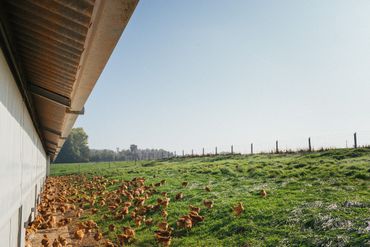 L'élevage du "Coq des prés" à la ferme Gardin à Hastière L'élevage du "Coq des prés" à la ferme Gardin à Hastière