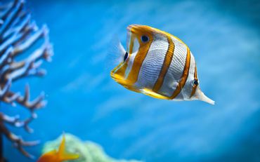 La Grande barrière de corail plus menacée qu'on ne le pensait La Grande barrière de corail plus menacée qu'on ne le pensait
