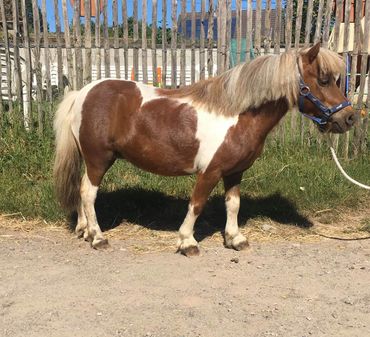 KALY une adorable petite jument de 12 ans , vient d'arriver à la ferme de la Vallée KALY une adorable petite jument de 12 ans , vient d'arriver à la ferme de la Vallée