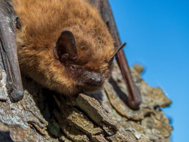 La chauve-souris : suspect idéal ? La chauve-souris : suspect idéal ?