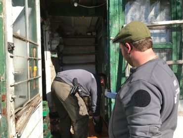 670 oiseaux saisis en une seule journée, en région verviétoise 670 oiseaux saisis en une seule journée, en région verviétoise