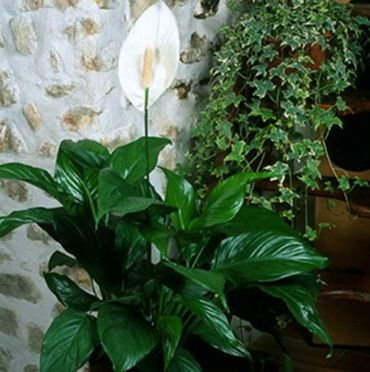 Le top 5 des plantes pour dépolluer votre intérieur Le top 5 des plantes pour dépolluer votre intérieur