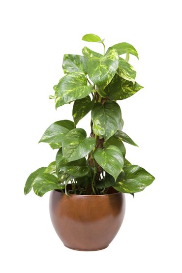 15 plantes dépolluantes faciles à entretenir 15 plantes dépolluantes faciles à entretenir