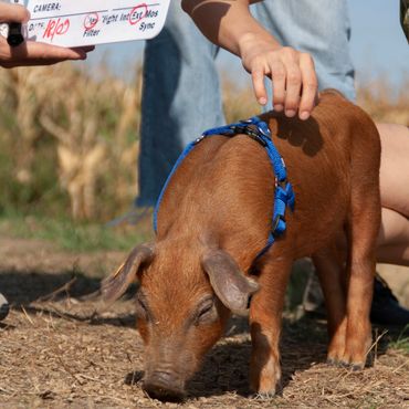 Barback, le petit cochon rescapé par une influenceuse, a rejoint un sanctuaire pour animaux Barback, le petit cochon rescapé par une influenceuse, a rejoint un sanctuaire pour animaux