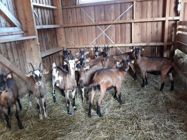 Plusieurs séjours dans le Massif du Jura, ont suffi à Virginie Bayard pour littéralement tomber amoureuse de ces jolies brunettes et se constituer un petit cheptel de chèvres Alpines de Core. Plusieurs séjours dans le Massif du Jura, ont suffi à Virginie Bayard pour littéralement tomber amoureuse de ces jolies brunettes et se constituer un petit cheptel de chèvres Alpines de Core.