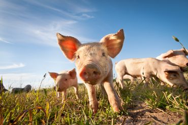 On a déniché des anecdotes incroyables sur les animaux-acteurs ! On a déniché des anecdotes incroyables sur les animaux-acteurs !