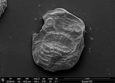 Le Saccorhytus est le premier animal sur terre à avoir possédé un appareil digestif complet Le Saccorhytus est le premier animal sur terre à avoir possédé un appareil digestif complet
